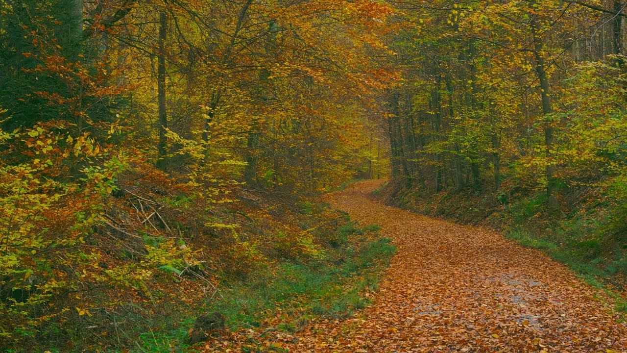 🌳 4K - Relaxing Nature Sounds For Stress Relief, Forest Sounds, Bird Song, ASMR