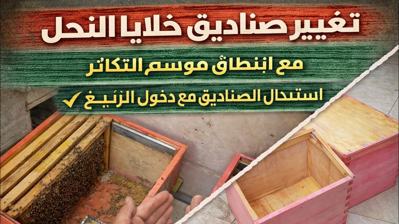استبدال صندوق خلية نحل باخر الاسباب والخطوات 