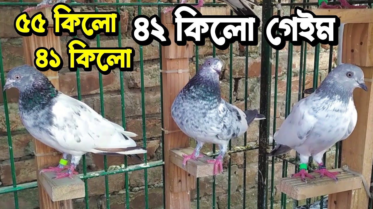 ৩০০ টাকা দিয়ে হাট থেকে কেনা এই কবুতর দিয়েই সব রেজাল্ট করেছি
