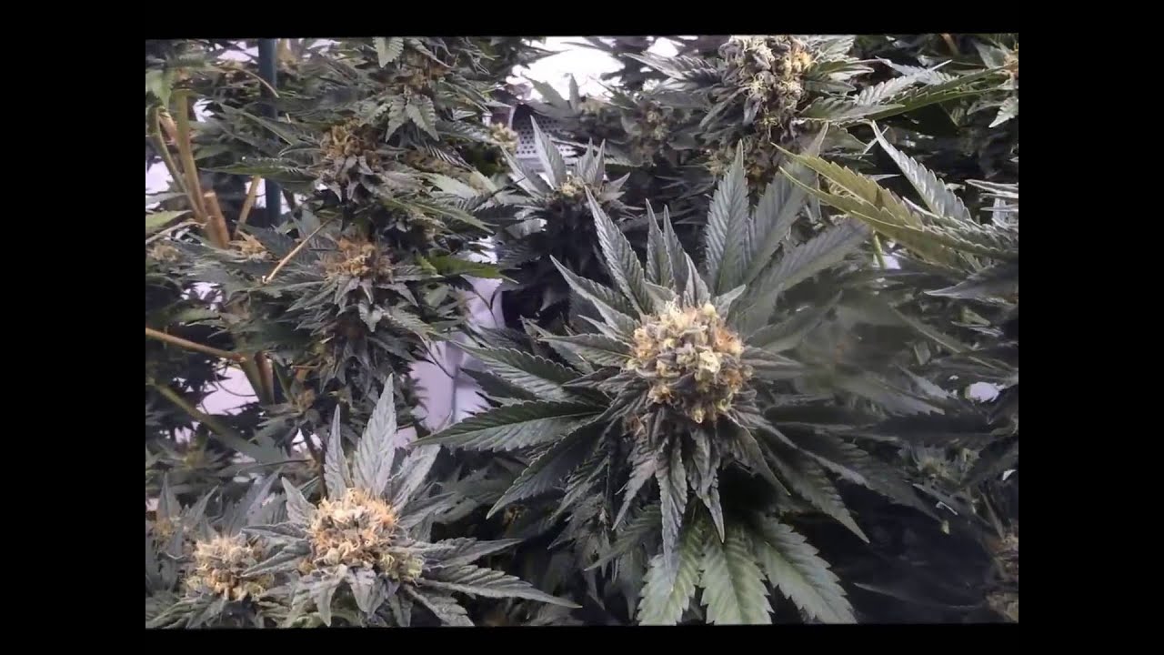 Lemon Kush - 8 weeks of flowering