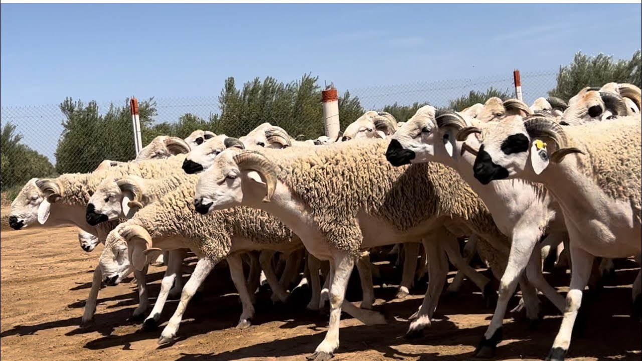 ضيعة الحاج محمد الشعيبي مفخرة قلعة السراغنة 🇲🇦 تعرض اكتر من 200 كبش 🐏 العيد للبيع بالجملة