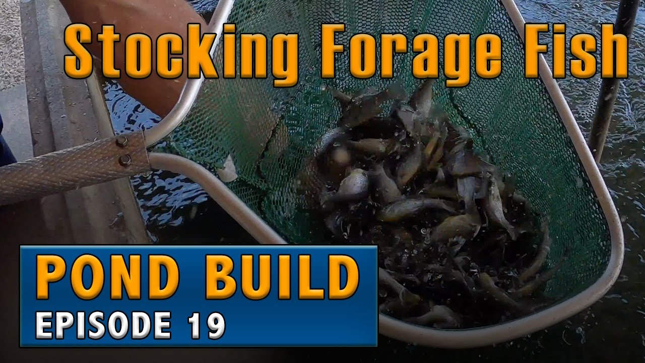 Stocking Forage Fish in New Pond - Minnows, Golden Shiners, Bluegills, Red Ear Sunfish
