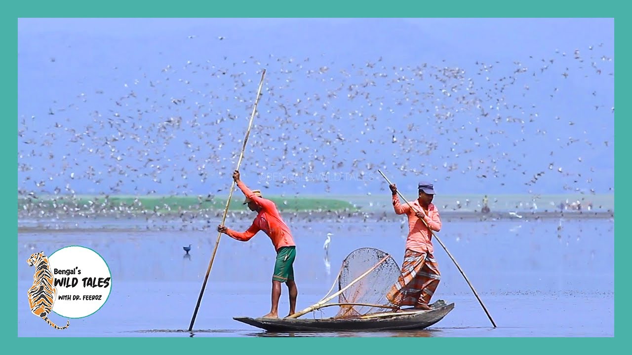 টাঙ্গুয়া হাওড়: জীবন ও জীবিকা  || Livelihood in Tangua