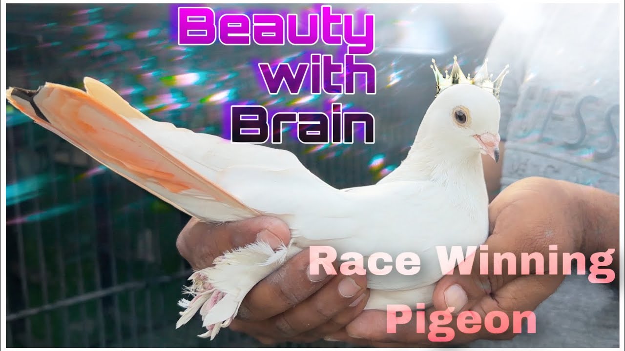 CHAMPION WHITE RACING PIGEONS