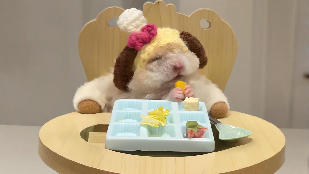 Mouse eating broadcast, immersive#healing #heal #pets