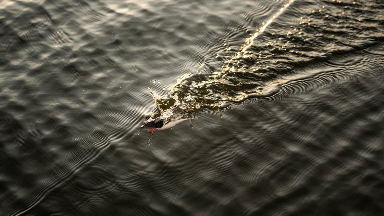 One of the BEST patterns for EARLY FALL bass fishing! // Project E