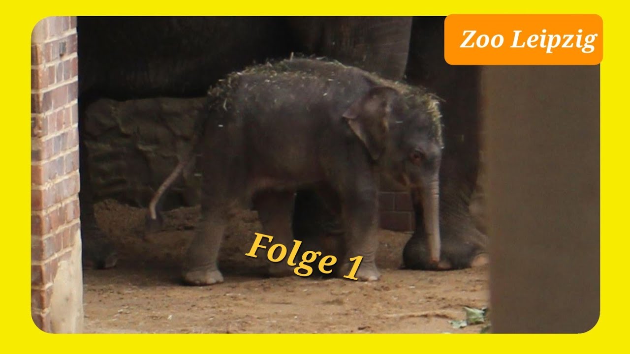 Elefanten Baby von Mutter Pantha  folge 1  (Zoo Leipzig ) (4K  60 fps)