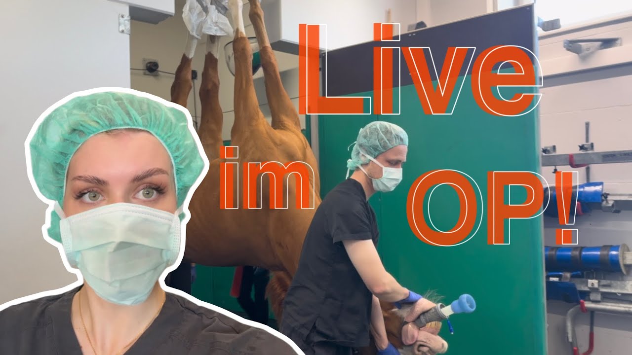 Live im OP! Begleitet mich in der Hanseklink für Pferde 🐴 🏥