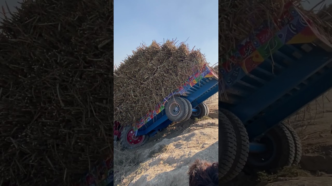 Belarus 510 tractor accident with loaded trolley | 