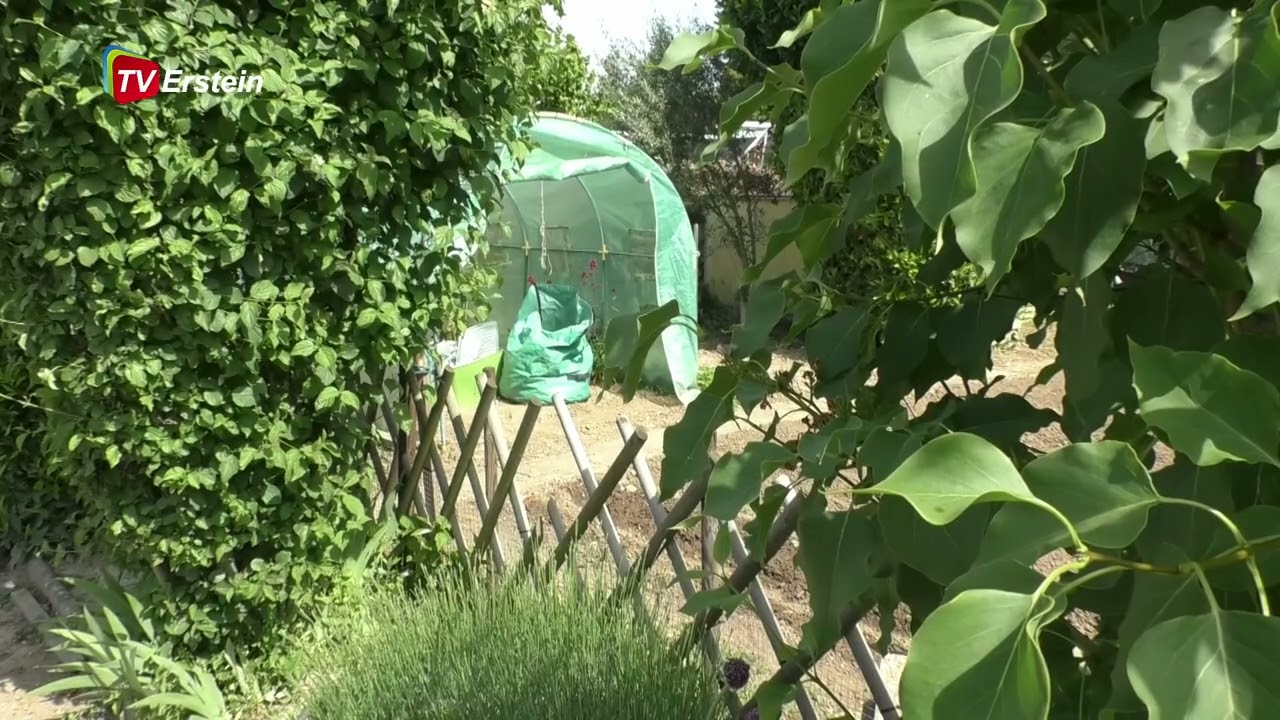 A la St Pancrace, visite aux jardins ouvriers d'Erstein