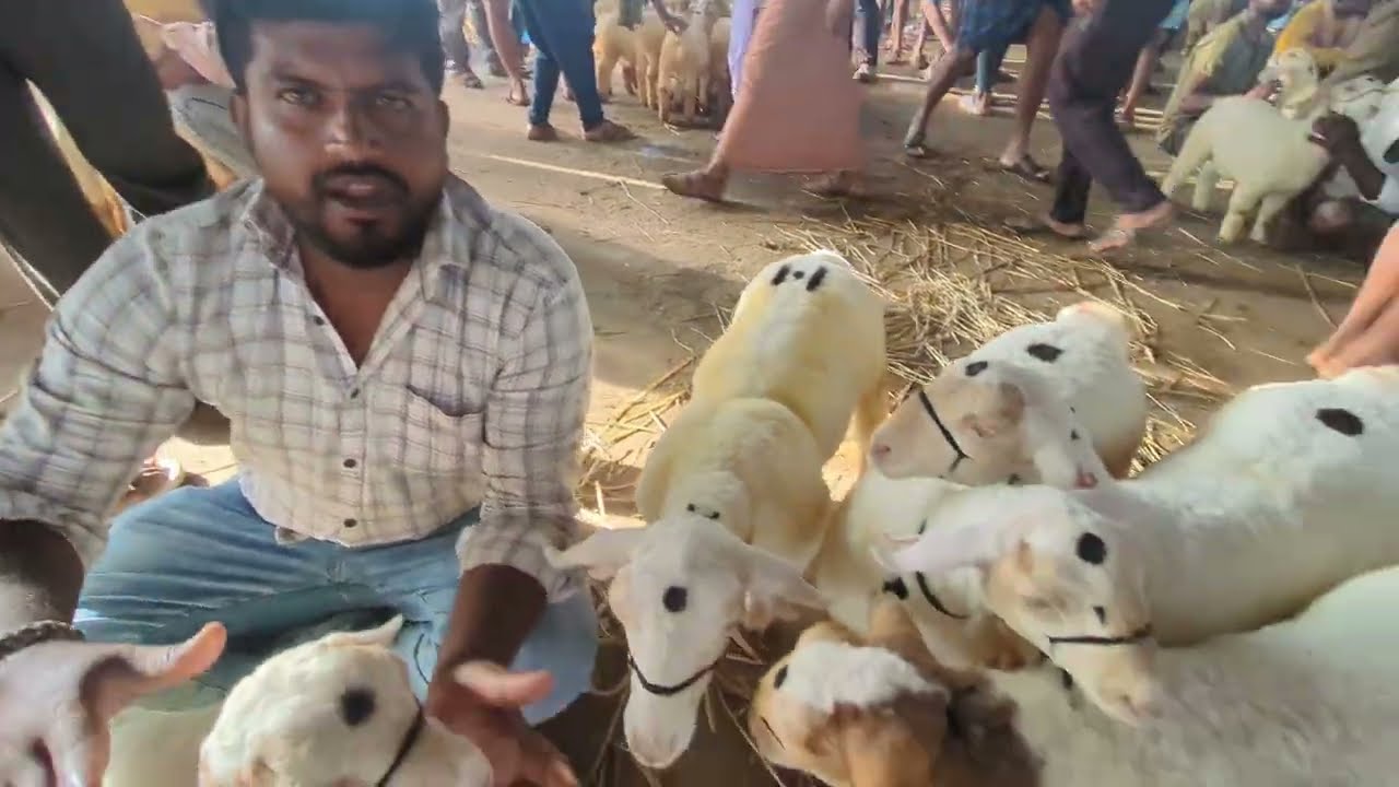 Kirugavalu Sheep Market Bandur Bannur Near Mysore Bangalore in Karnataka July 5th 2025 update