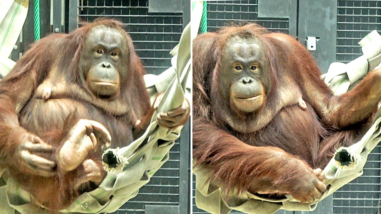 貫禄出てきたね！チェリアちゃん・オランウータン　2026/02/26