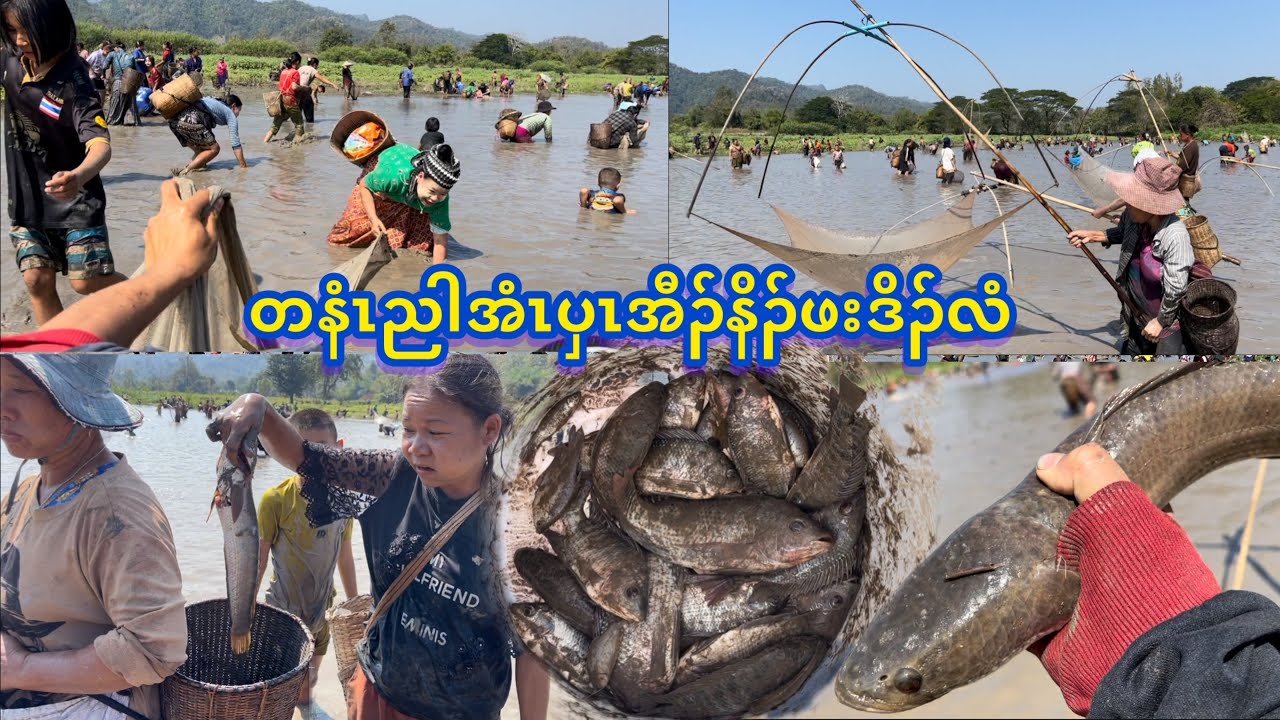 1/2/26 တနံၤညါအံၤပှၤအီၣ်နိၣ်နိၤဘိတလးအီကျါလံပှၤဟဲဒီဒူၣ်