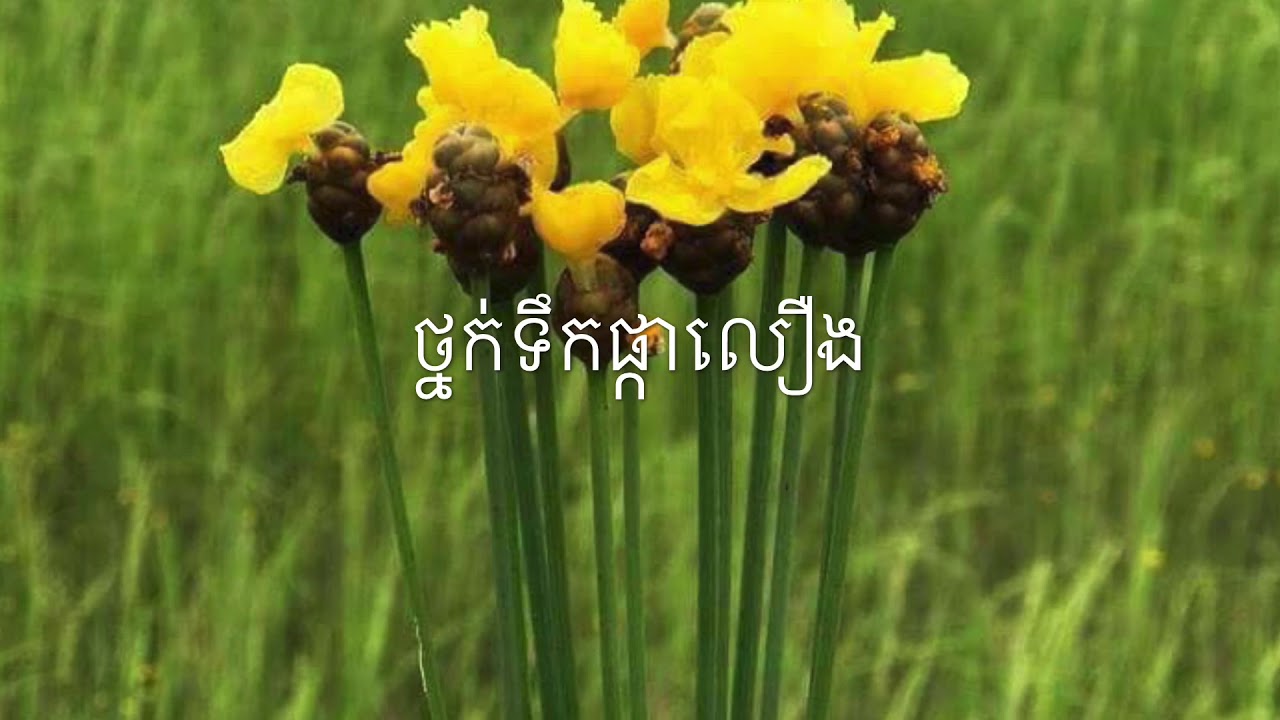 ថ្នក់ទឹកផ្កាលឿង