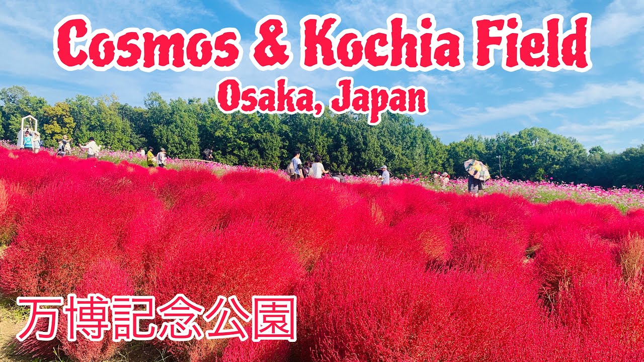 AMAZING COSMOS & KOCHIA FIESTA at Osaka Expo’70 Commemorative Park || コスモス・コキアフェスタ 2023 || 10/19/23