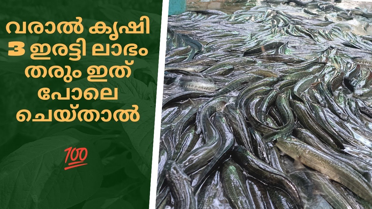 സംശയം വേണ്ട.. വരാൽ നൂറു മേനി വിളവ് തരും.. Murrel fish farming kerala. Exotic fish hunter