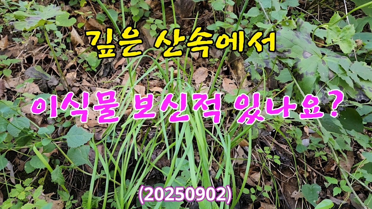 #깊은 산속에서 이식물 보신적 있나요?(20250902) #산야초 #산나물 #들나물 #부추 #성질이 따뜻한 보약