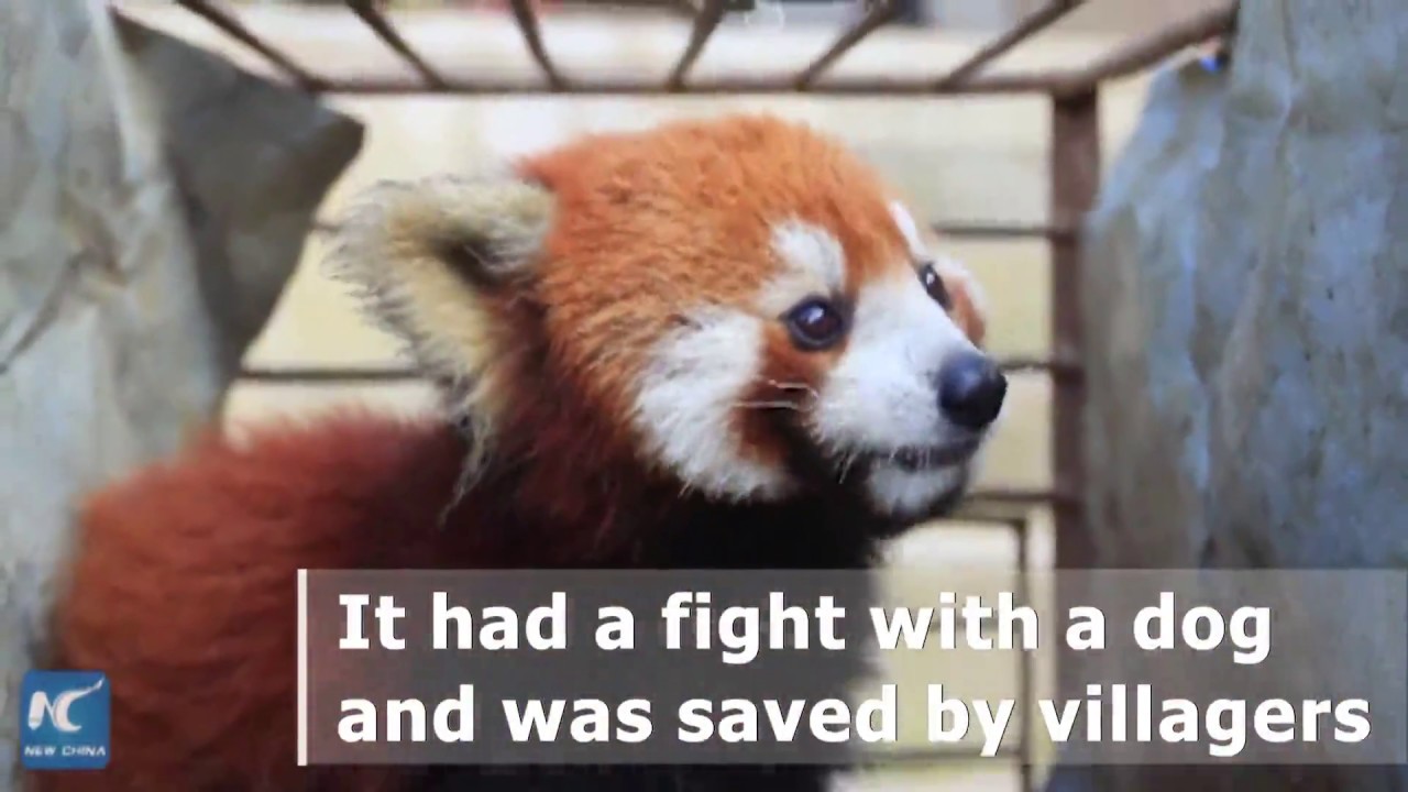 Wild red panda fights with dog in SW China village