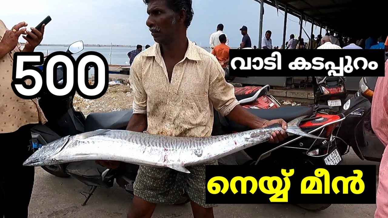 വാടി കടപ്പുറത് വലിയ നെയ്യ് മീൻ 500 രൂപക്ക് 😱