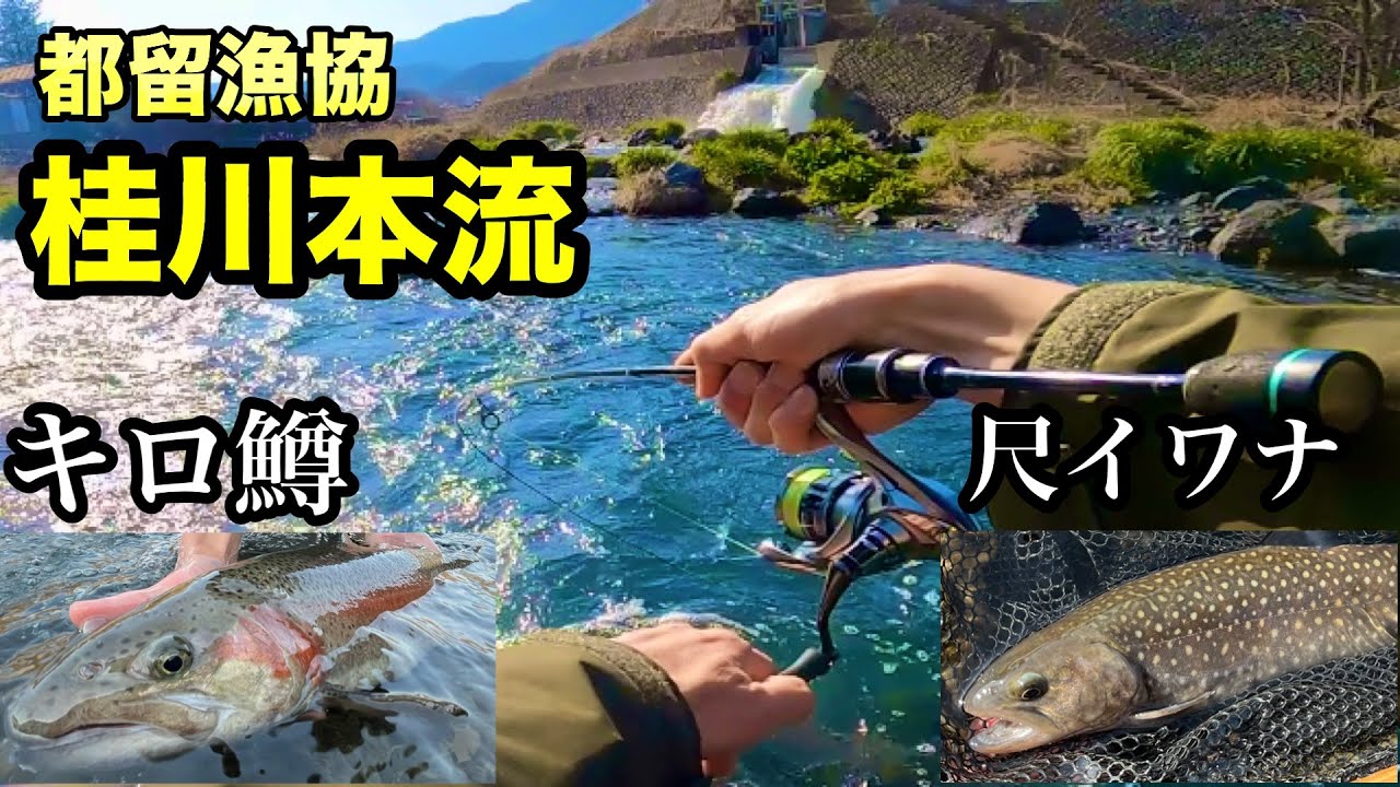 【桂川本流】解禁直後の都留漁協で大物祭り！！