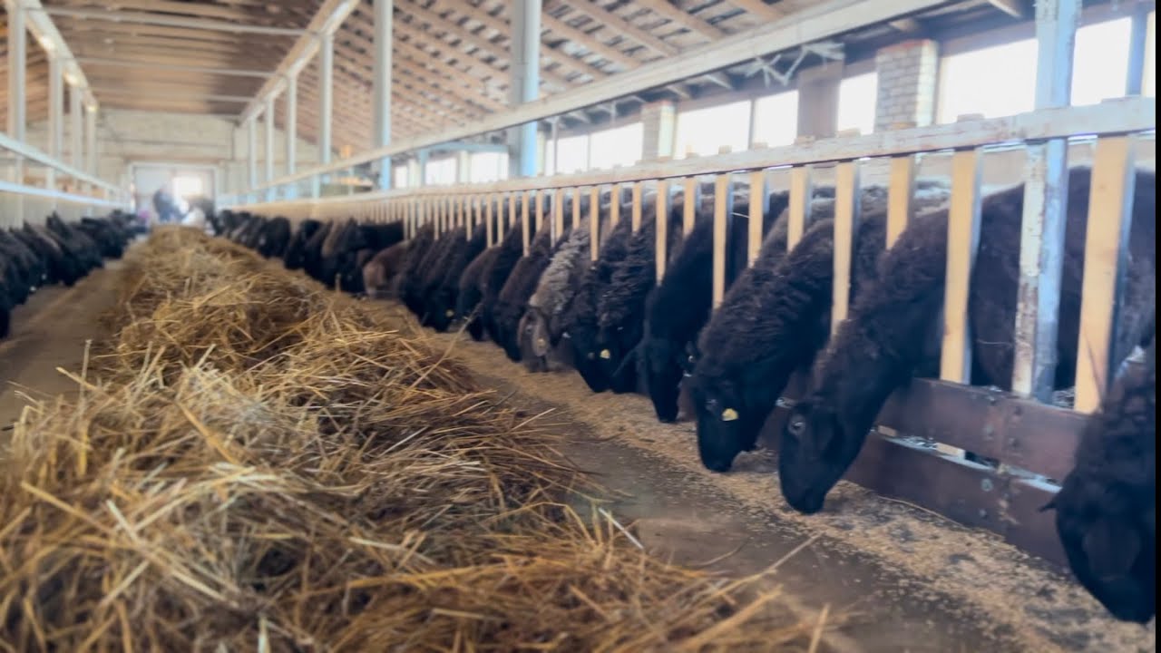 Продаю всех баранов