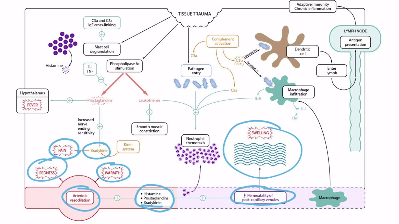 The Kinin System for the USMLE Step 1