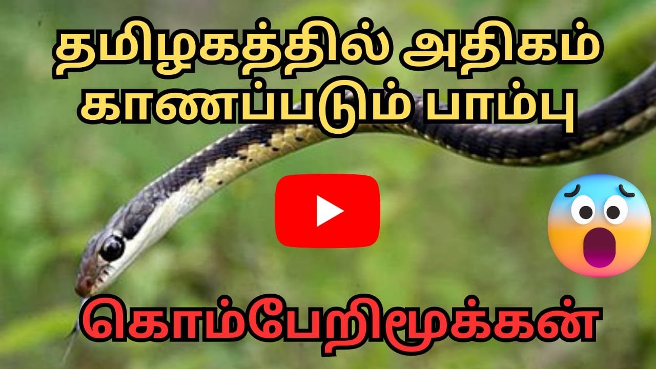 கொம்பேறிமூக்கன் | Common Bronzeback Tree Snake | Tamil