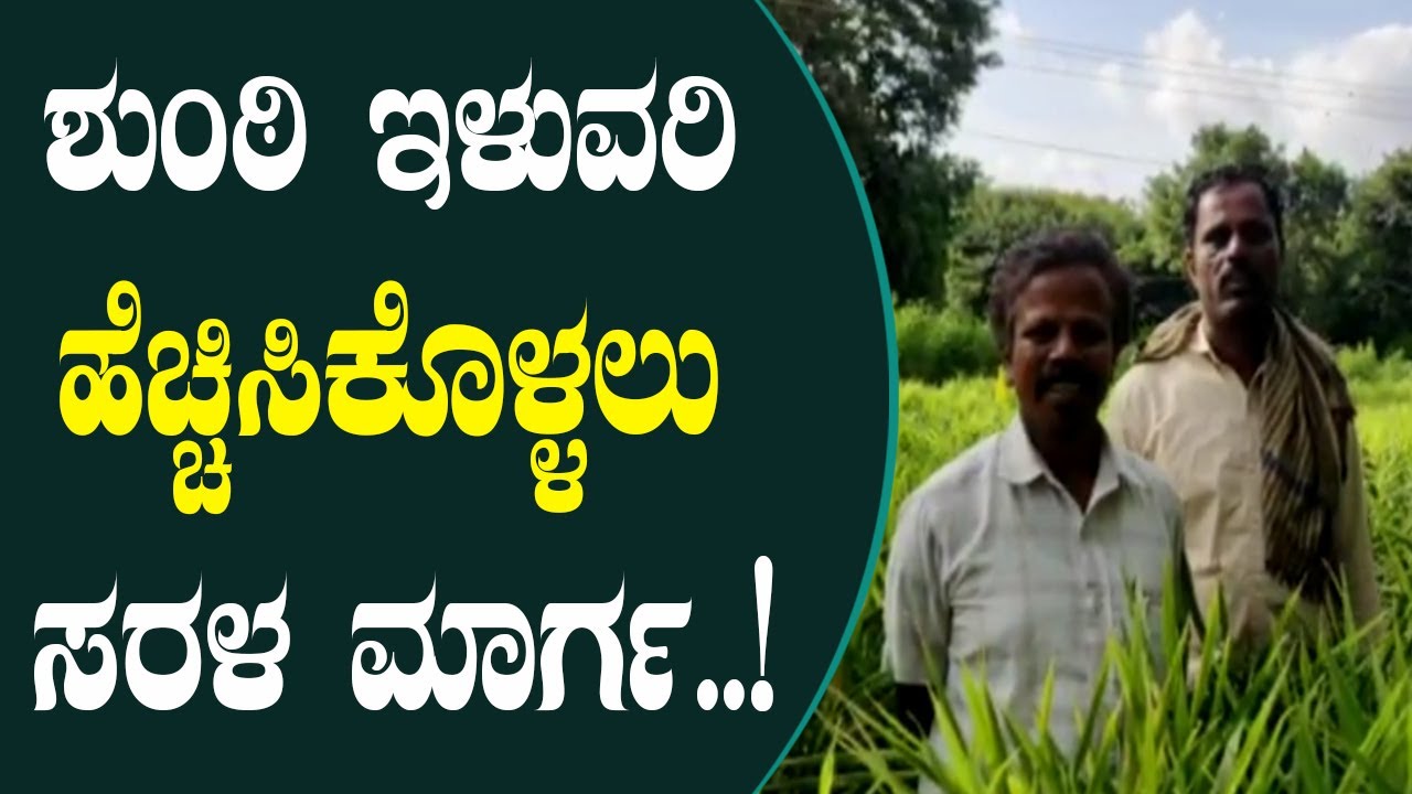 ಶುಂಠಿಯಲ್ಲಿ ಅಧಿಕ ಇಳುವರಿ, ಕಡಿಮೆ ಖರ್ಚಿಗೆ ಸೂತ್ರ| One step for high yield, low cost in ginger farming