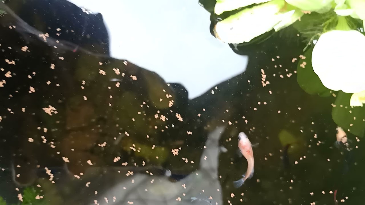 Betta fish 🐠 New