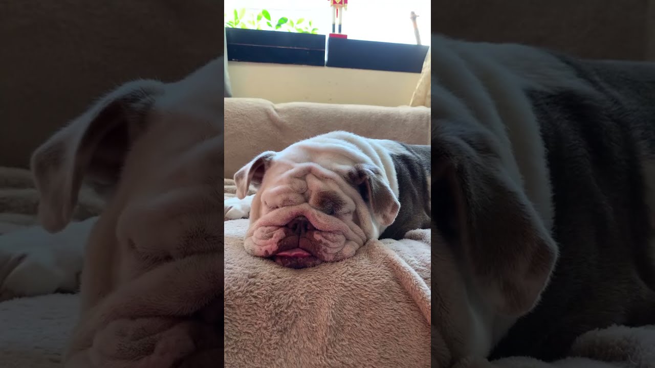 Abuana Bulldogs is live!