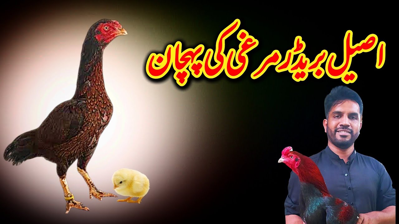 Aseel pure Breeder Murgi ki pahchan
