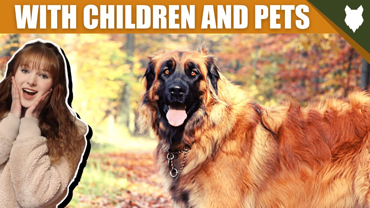 LEONBERGER WITH OTHER CHILDREN AND PETS