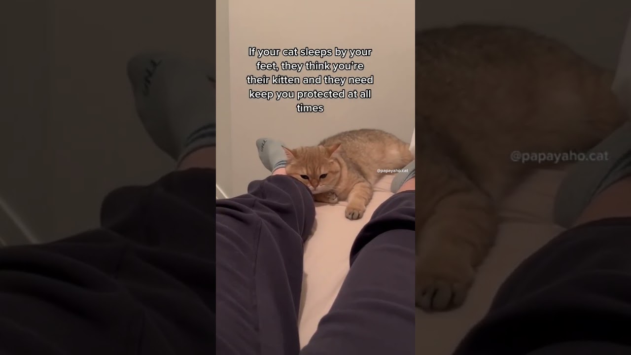 What does your cat sleeping position say about your relationship? #cat #shorts