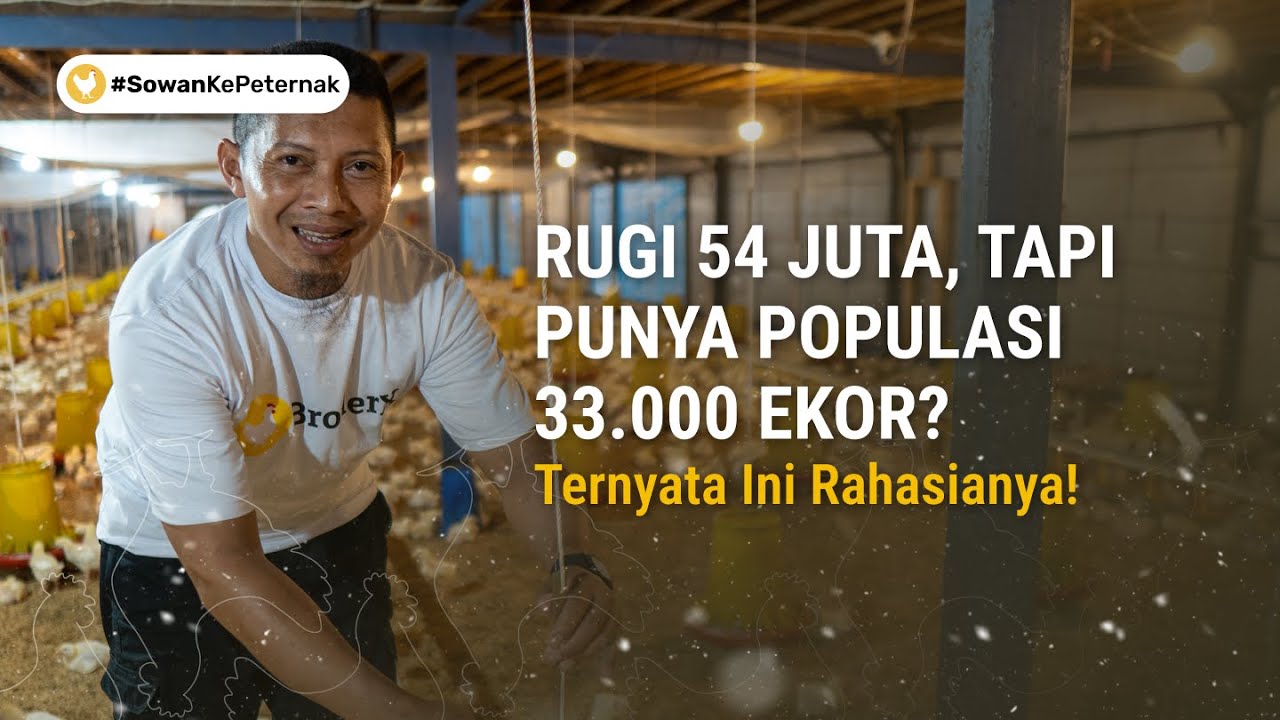 Bongkar Peluang dan Potensi Bisnis Ternak Ayam Broiler Bareng Pak Supeno