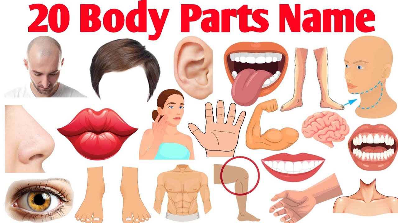 20 Body Parts Name Hindi & English | 20 शरीर के अंगों के नाम & Pictures 
