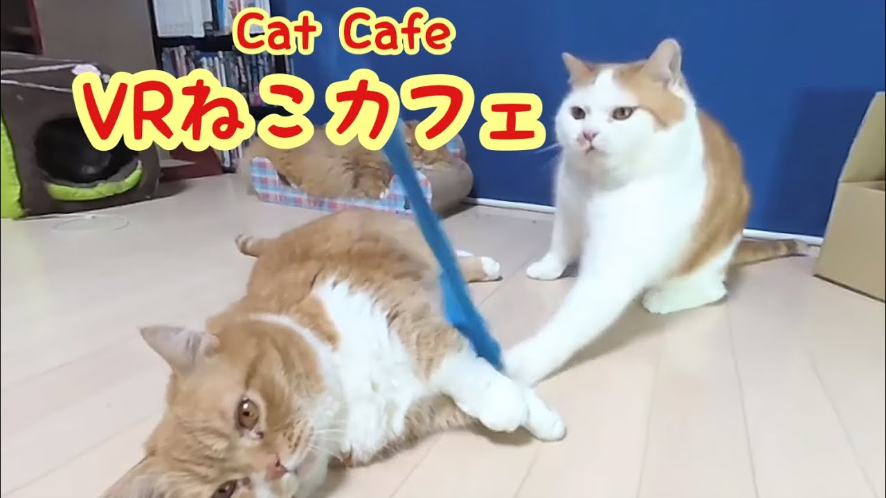 【VR猫カフェ1】Cat Cafe「マンチカンズ」