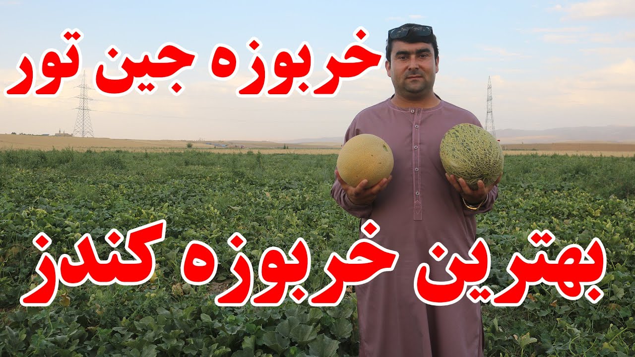 با بهترین و خوش‌مزه ترین خربوزه کندز آشنا شوید | خربوزه جین تور ولسوالی علی آباد | خوش مزه و لذیذ!