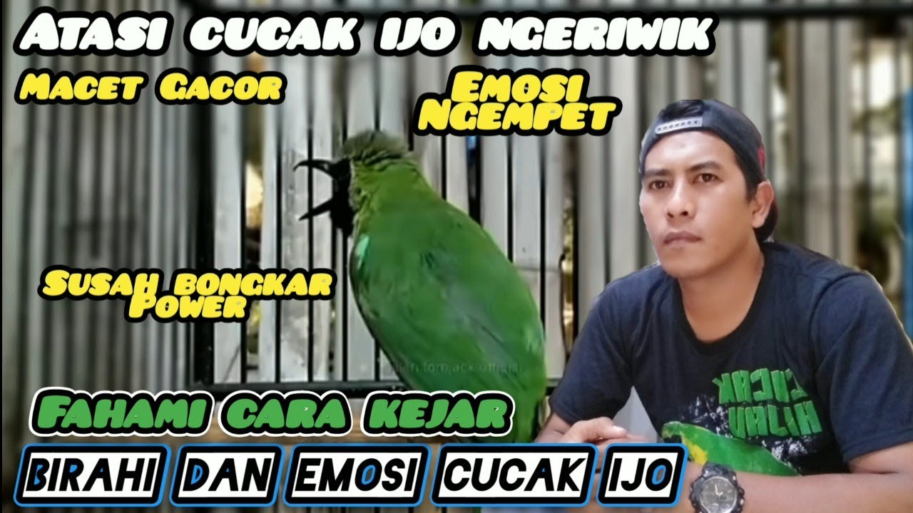 Mengatasi Cucak ijo ngeriwik, macet gacor, susah bongkar power dan isian