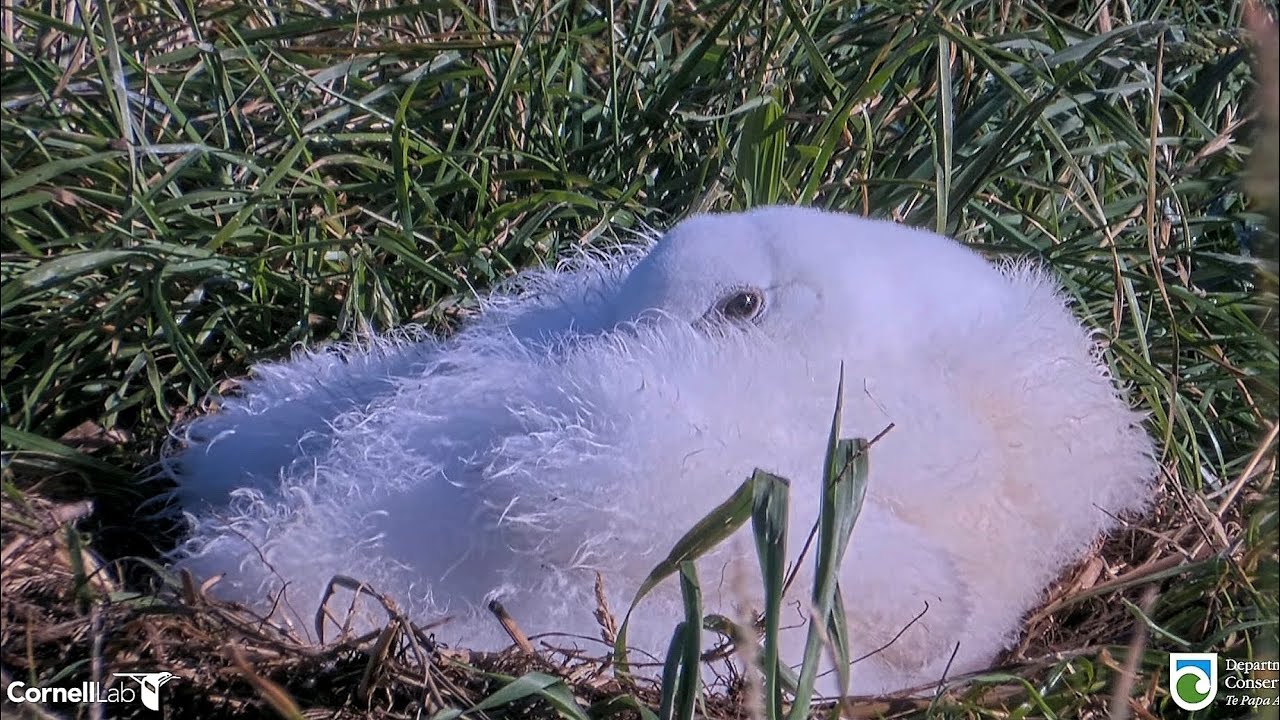 Royal Albatross - Look at this perfect ball of fluff 💕 Time for exploration soon !?
