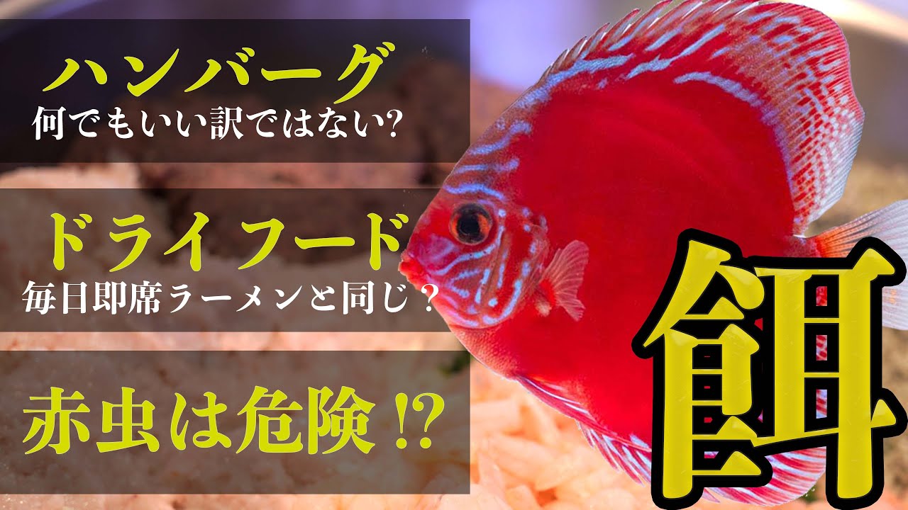 ディスカスは餌で健康が左右される：おすすめの餌、与え方と頻度 (ドライフード/ディスカスハンバーグ/