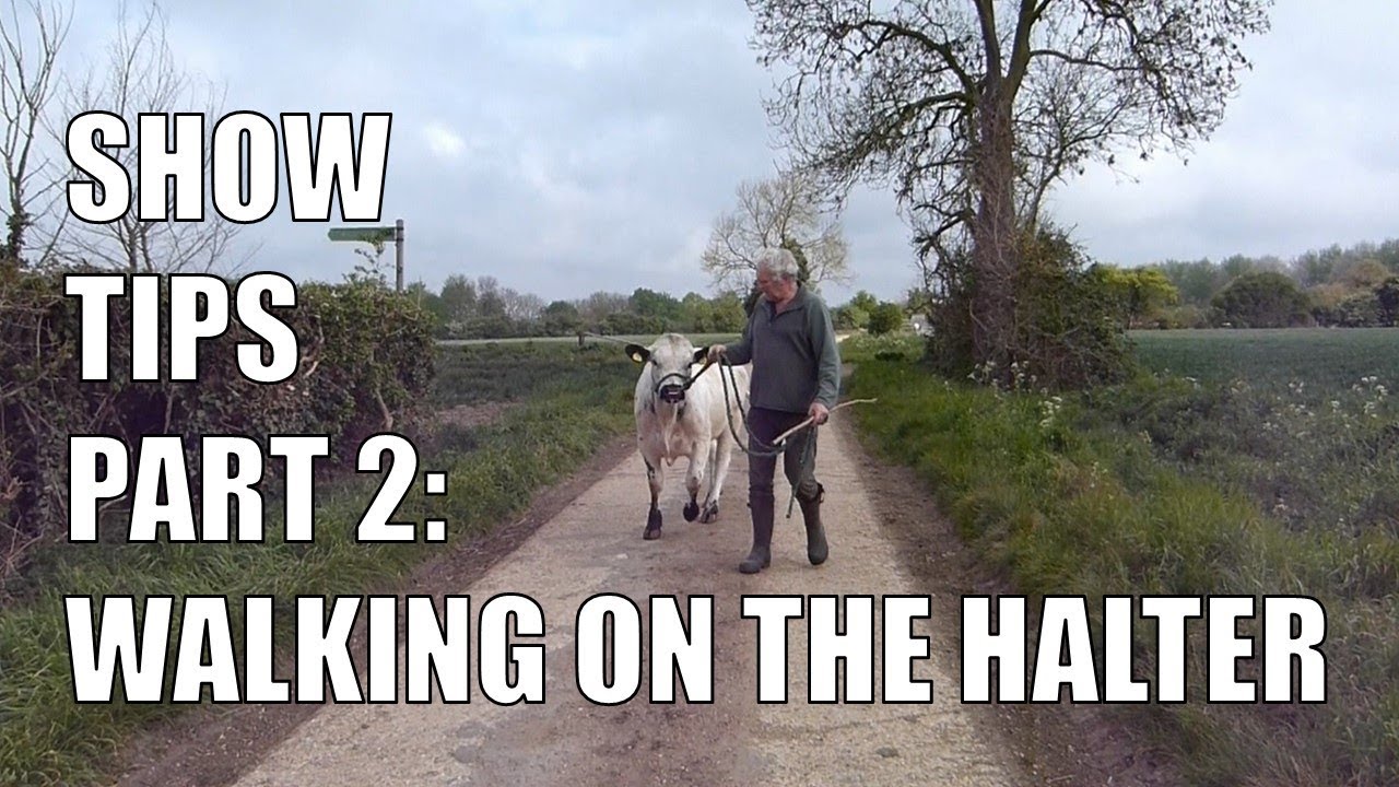 SHOW TIPS PART 2 |  WALKING ON THE HALTER