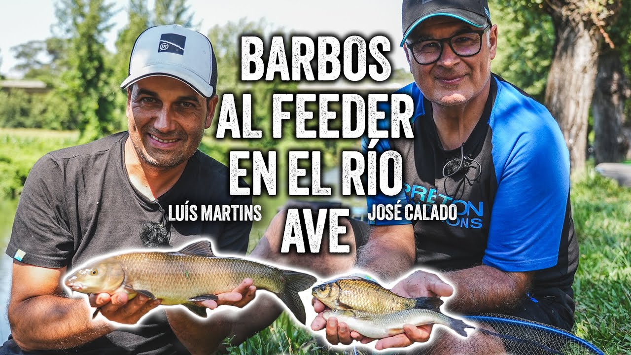 BARBOS AL FEEDER EN EL RÍO AVE. ***PRESTON INNOVATIONS TV***