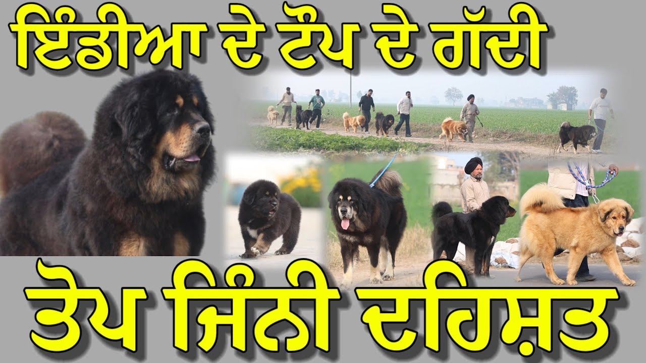 ਤੋਪ ਦਾ ਲਾਈਸੈਂਸ ਲੈਣ ਆਲਾ ਹਿਸਾਬ ਈ ਆ,, ਆਹ ਜਾਨਵਰ ਰੱਖਕੇ, ਬੇਗਾਨਾ ਛੱਡੋ ਰਿਸ਼ਤੇਦਾਰ ਵੀ ਪੁੱਛ ਕੇ ਅੰਦਰ ਆਊ 