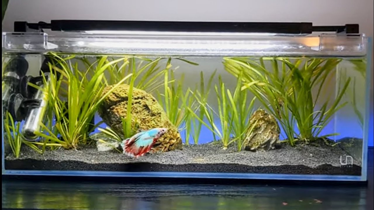 NEW PLANTED BETTA TANK - aquarium rack