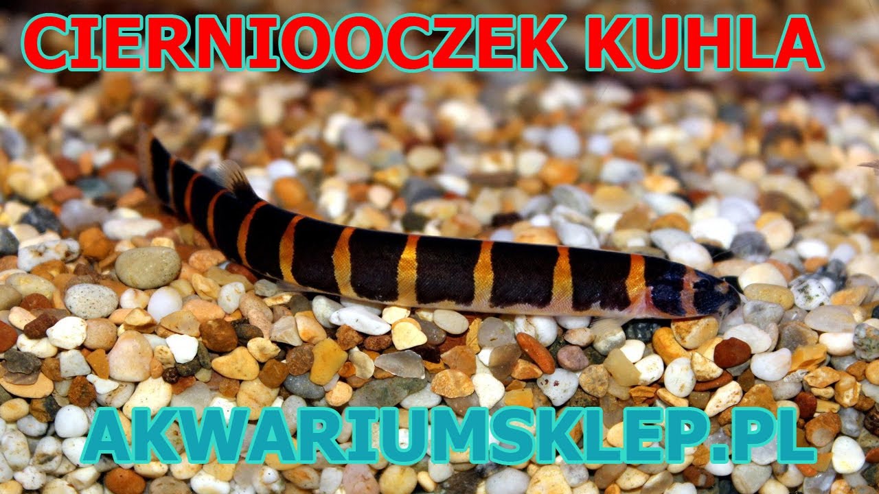 Cierniooczek Kuhla Piskorek Kuhla Pangio Kuhlii Przegląd