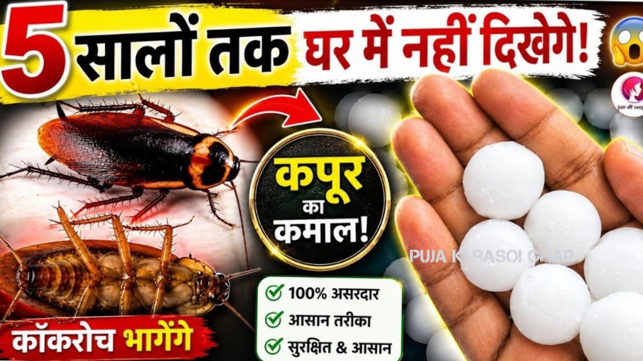 6 कॉकरोच को जड़ से खत्म करने का घरेलू तरीके||Home Remedies to get rid of cockroaches| tricks