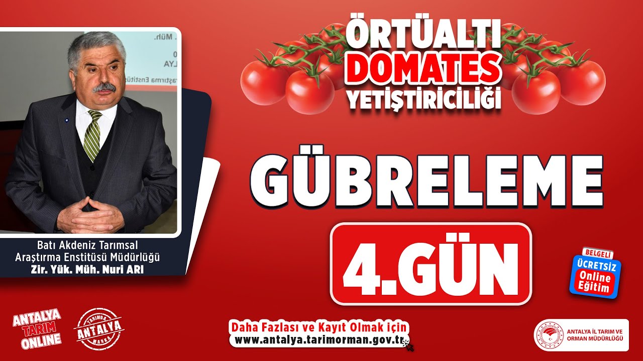 Örtüaltı Domates - Gübreleme 4.Gün