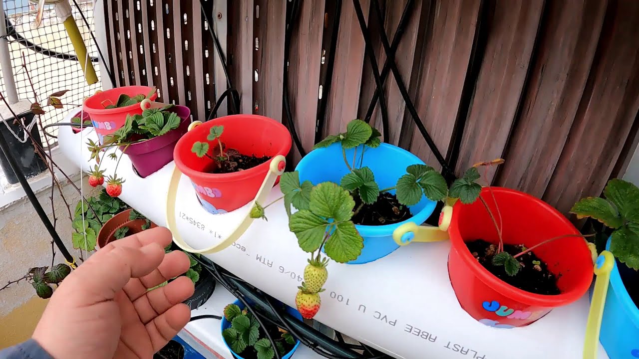 How To Make Liquid Fertilizer free Πως να κάνετε το δικο σας υγρο λιπασμα τσουκνιδόζουμο