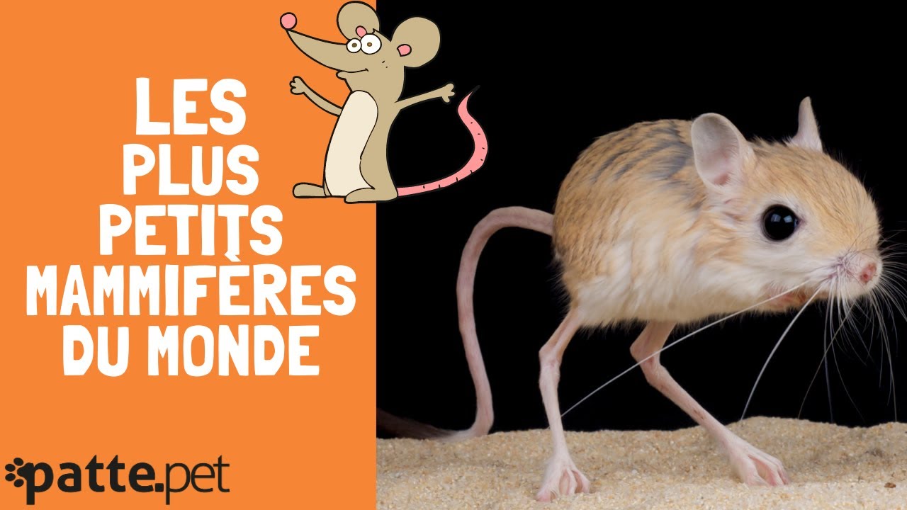 Les Plus Petits Mammif&egrave;res Du Monde