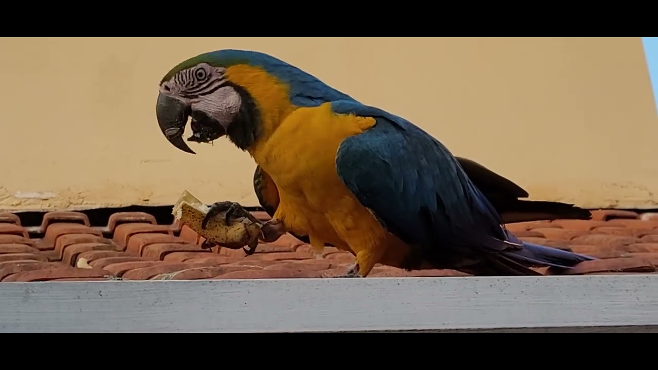 Arara comendo banana no telhado 